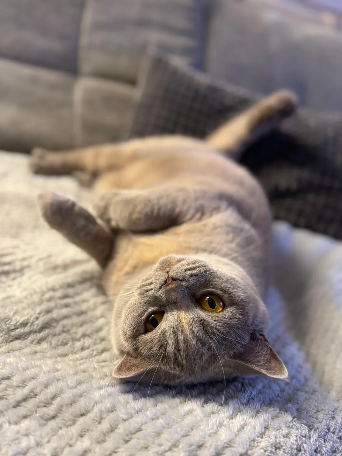 BKH Züchter, hammers Samtpfötchen, Jana Hammer , Liebe zu Katzen, Osternienburger Land, Hammers Samtpfötchen- Katze