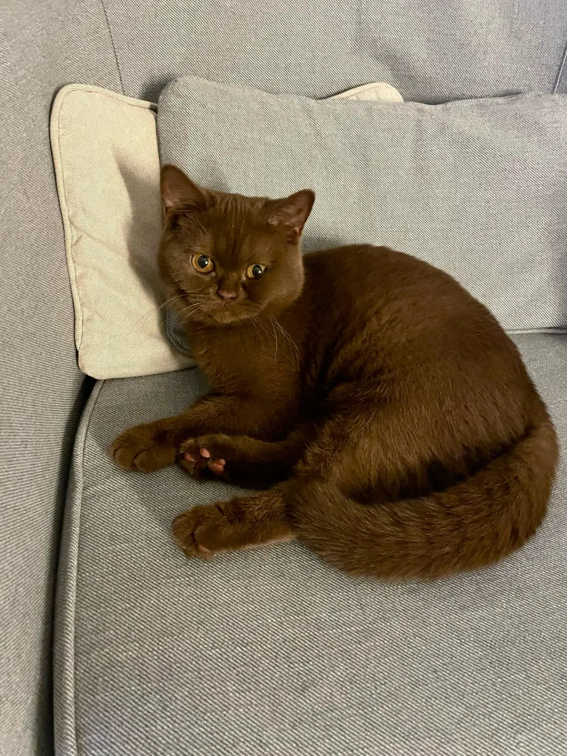 BKH Züchter, hammers Samtpfötchen, Jana Hammer , Liebe zu Katzen, Osternienburger Land, Hammers Samtpfötchen- Katze auf Couch