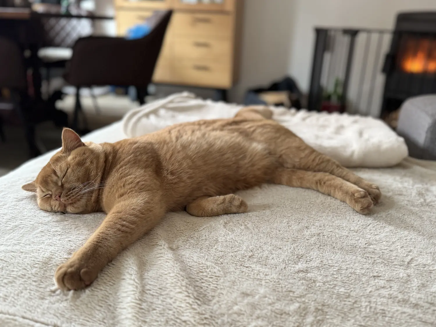 BKH Züchter, hammers Samtpfötchen, Jana Hammer , Liebe zu Katzen, Osternienburger Land, Hammers Samtpfötchen- Katzen auf dem Sofa