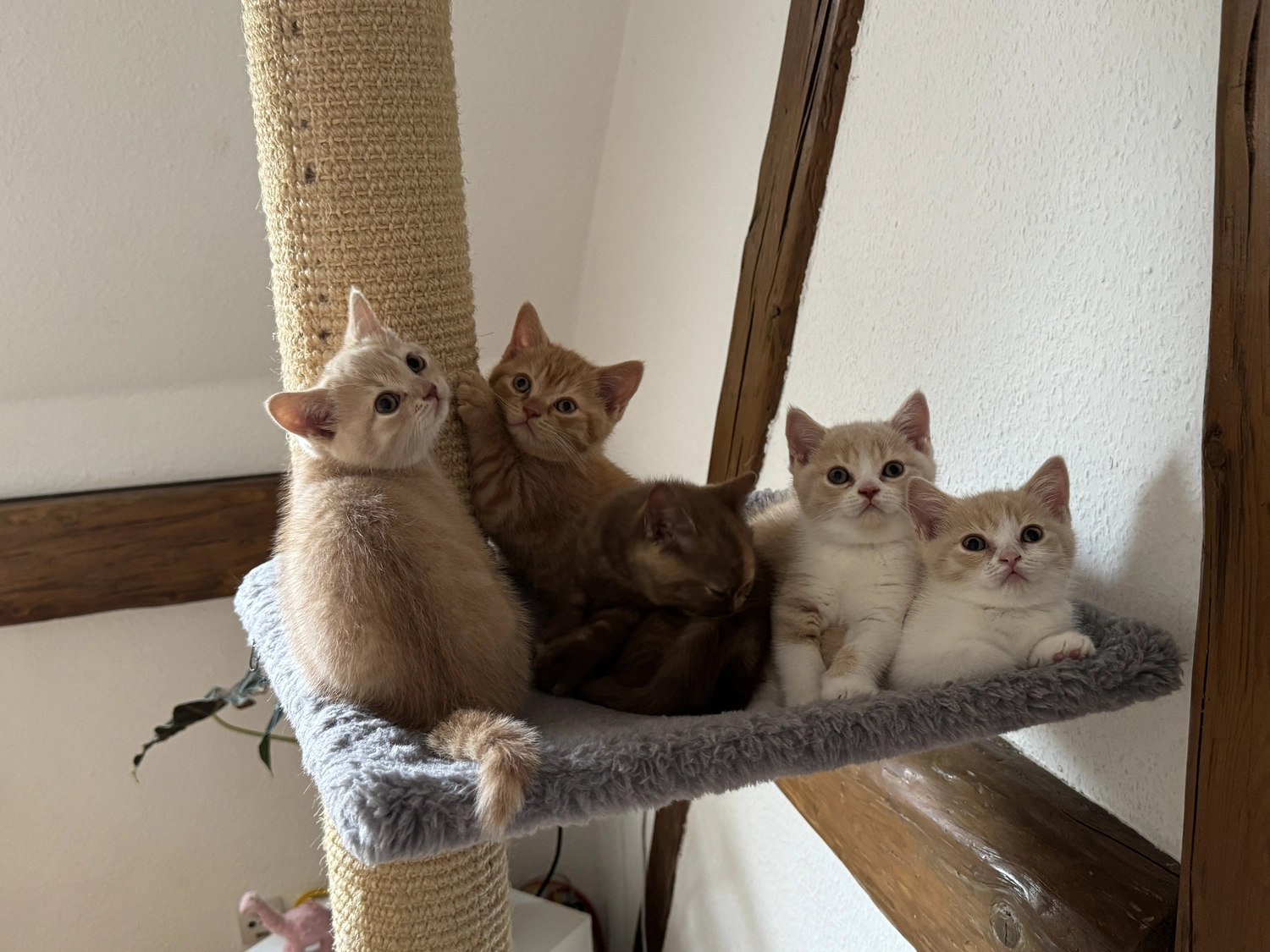 BKH Züchter, hammers Samtpfötchen, Jana Hammer , Liebe zu Katzen, Osternienburger Land , Hammers Samtpfötchen- schwarze Katze